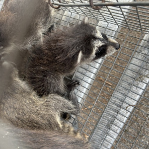 Raccoons Control in Kissimmee, FL