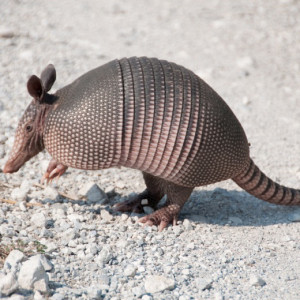 Armadillo Control in Orlando, FL