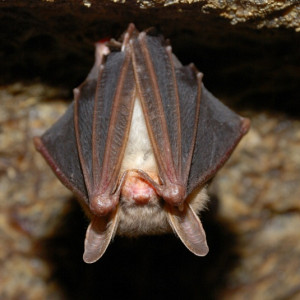 Bat Exclusion in Lake Mary, FL