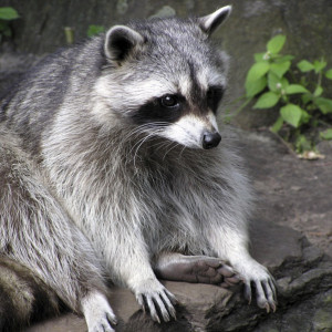 Raccoon Removal in Windermere, FL