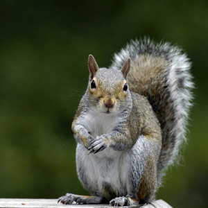 Squirrel Control in Kissimmee, FL