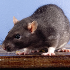 Rat Extermination in Seminole County, FL