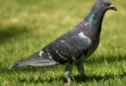 Birds