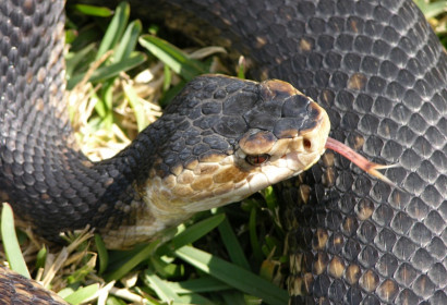 Snakes