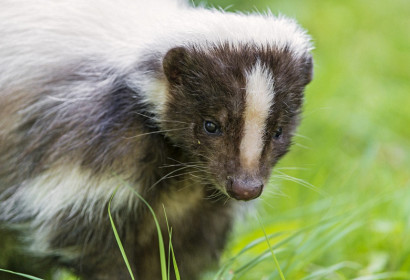 Skunks