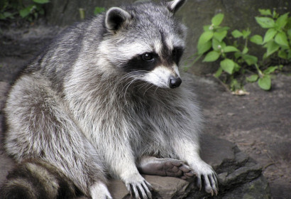 Raccoons