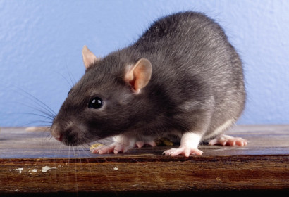 Rats