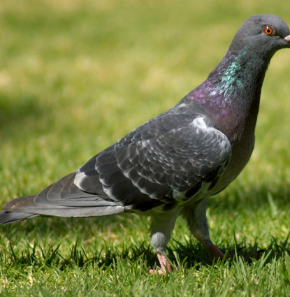 Bird removal in Central Florida