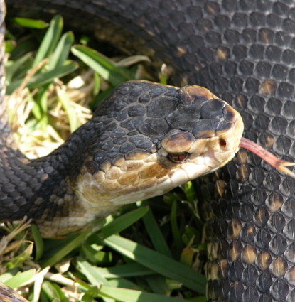 Snake removal in Central Florida