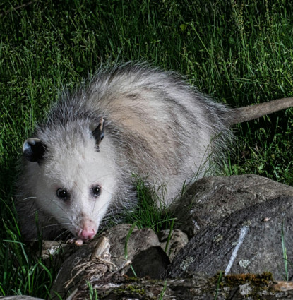 Opossum removal in Central Florida