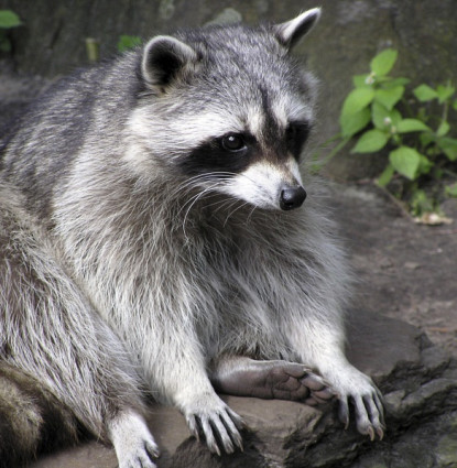 Raccoon removal in Central Florida