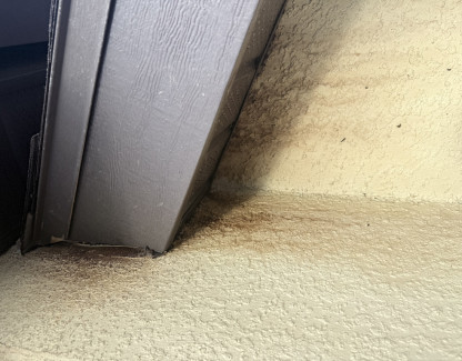  Bat Removal in Central Florida: Why You Should Schedule Your Bat Inspection Before August 15