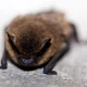 Florida Bat Removal Laws: What Homeowners Must Know Before Calling Anyone