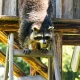 Wildlife Control vs. Pest Control: Which One Do You Actually Need in Central Florida?