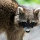 Is Raccoon Poop Dangerous? Health Risks in Florida Attics