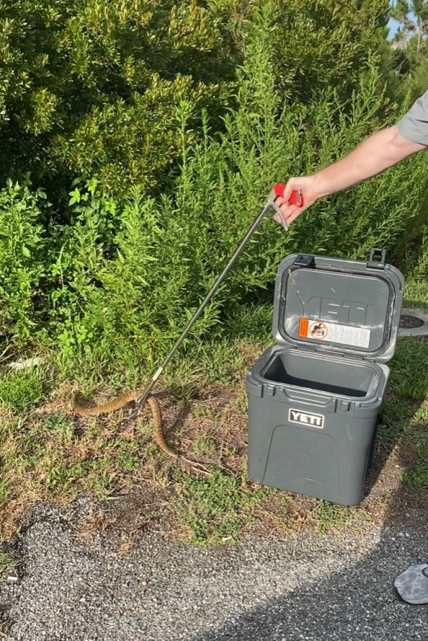 Florida Guide to Venomous Reptiles and Snakes