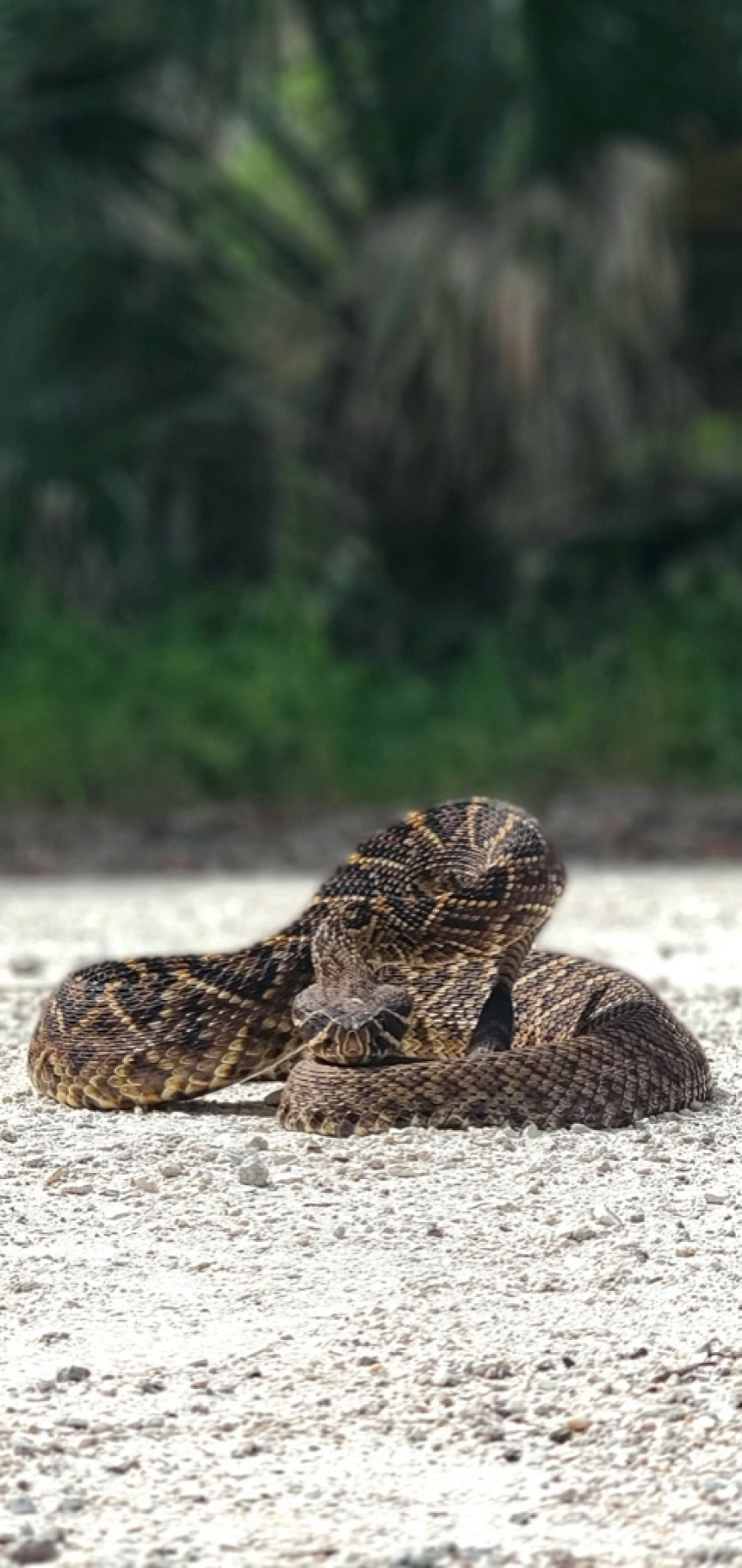 Snake Deterrents - Fact or Fiction?