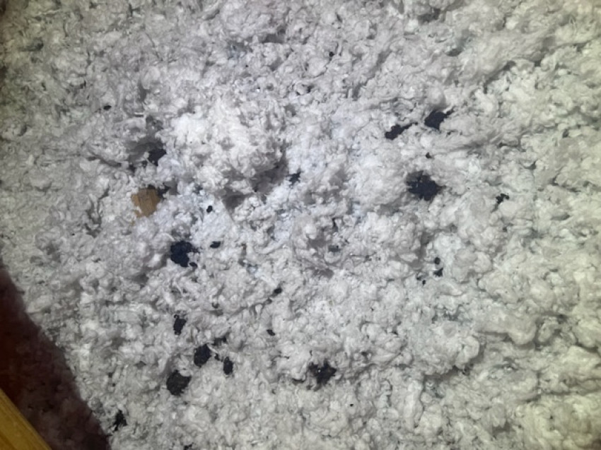 What is causing the scratching in my attic?