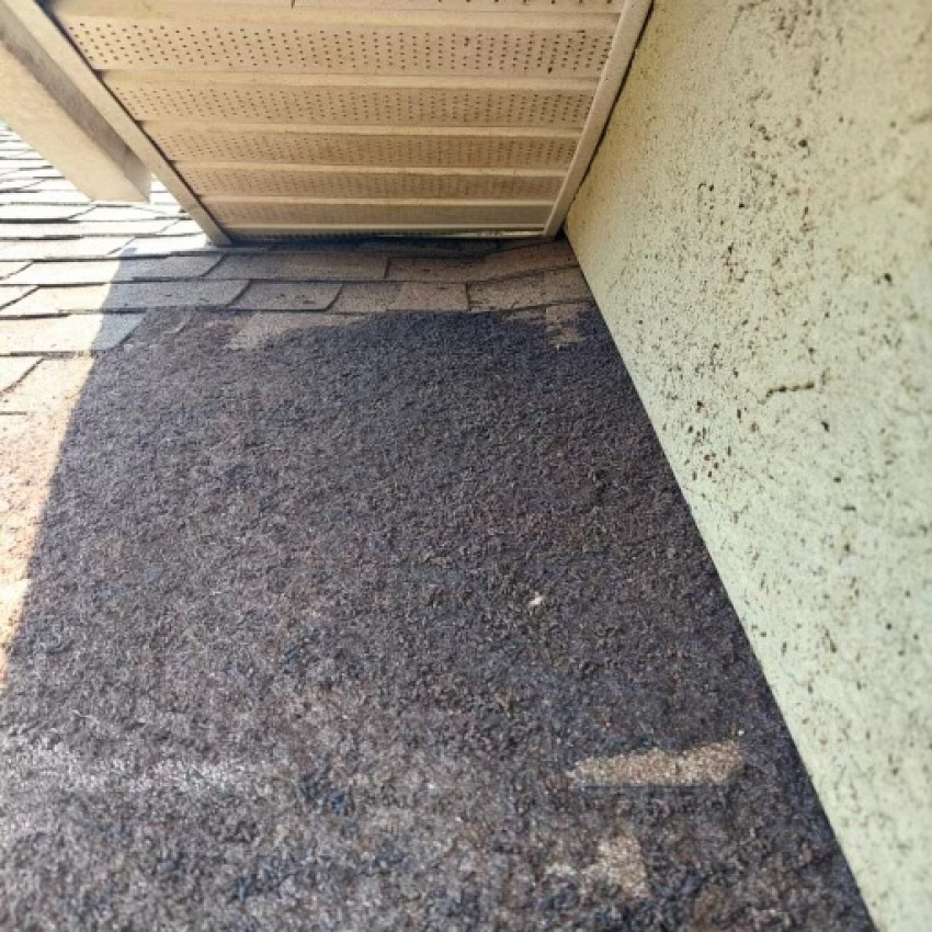 How to Remove Bats from Your Attic in Florida: A Step-by-Step Guide