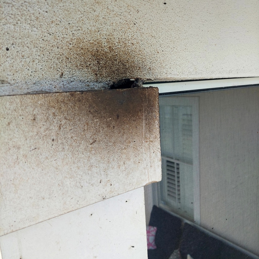Central Florida Bat Removal