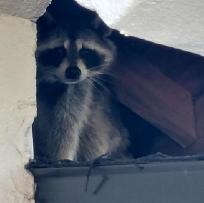 The Raccoon Was Gone — The Damage Wasn't: What We Found Inside a Winter Park Attic