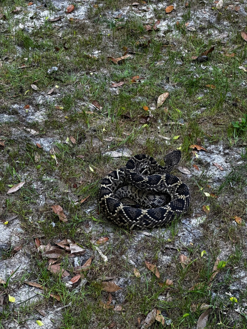 Rattlesnake Strike