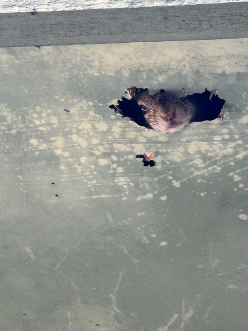 Summer Wildlife Issues in Central Florida