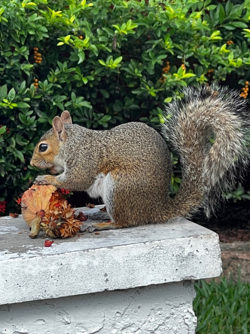 Squirrels in your Attic?