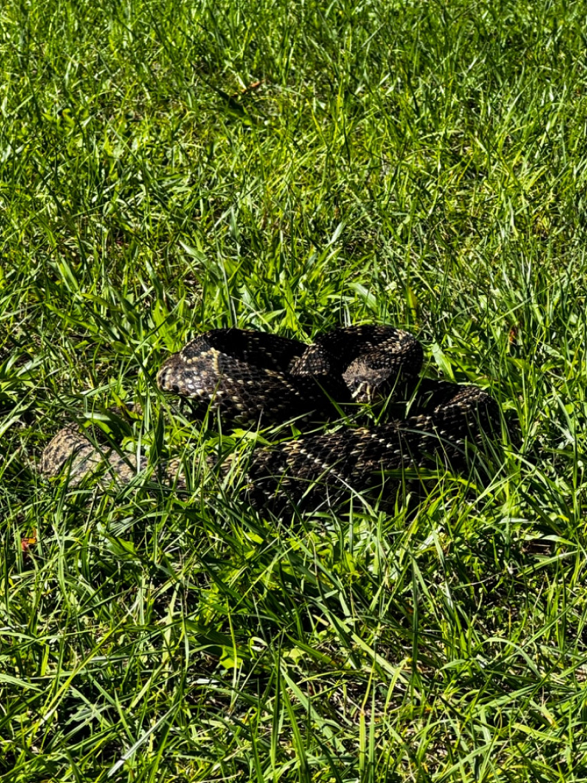 Orlando Snake Removal