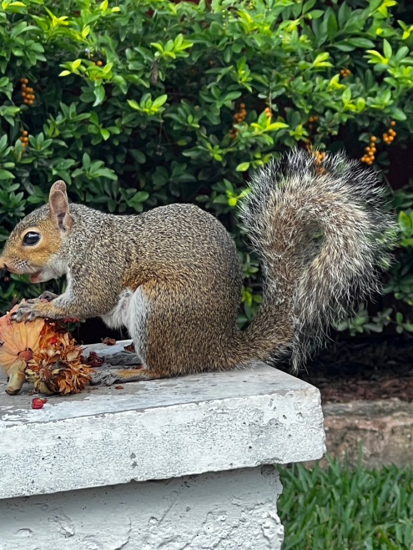 Orlando Squirrel Removal and Exclusion
