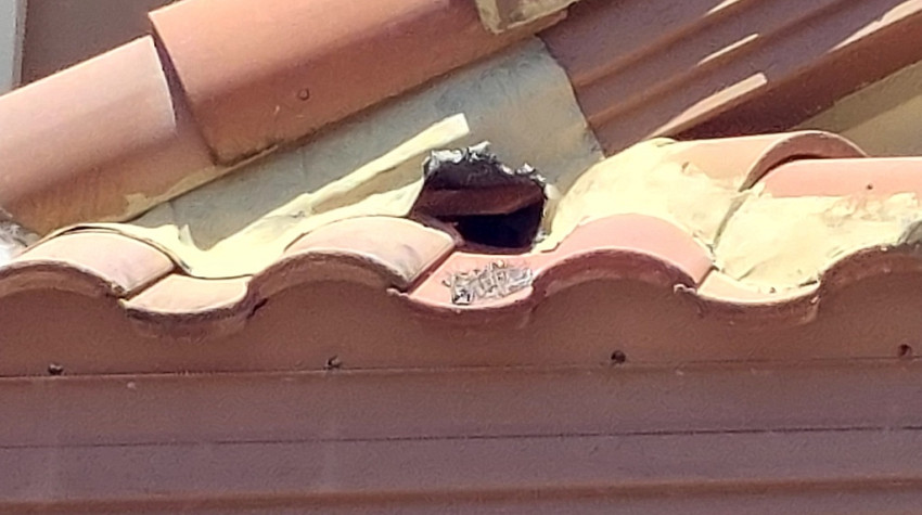 How do I remove squirrels from my attic?
