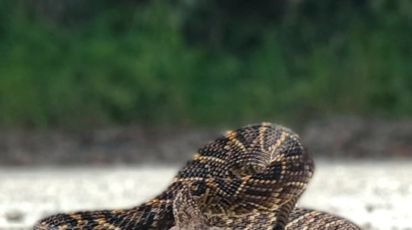 Snake Deterrents - Fact or Fiction?