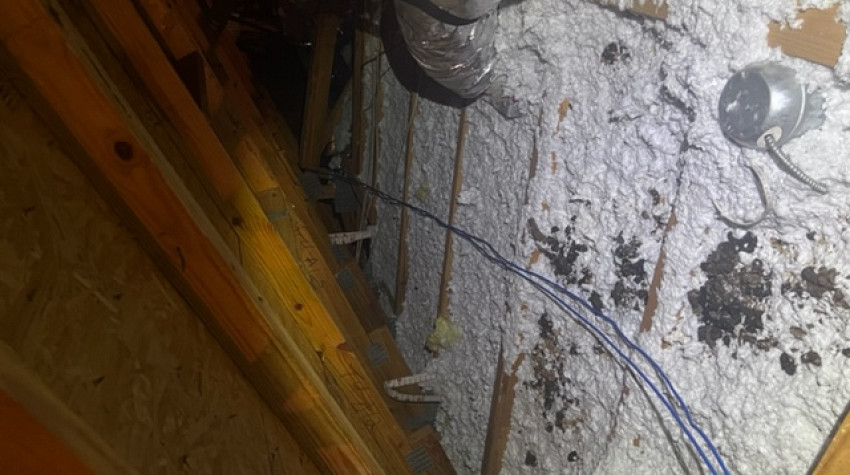 Dead Animal in Your Attic: Smell, Health Risks, and How to Find It