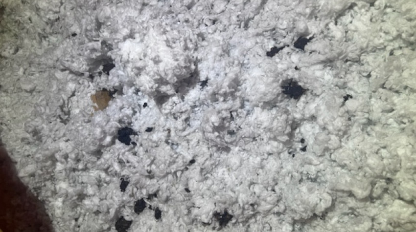 What is causing the scratching in my attic?