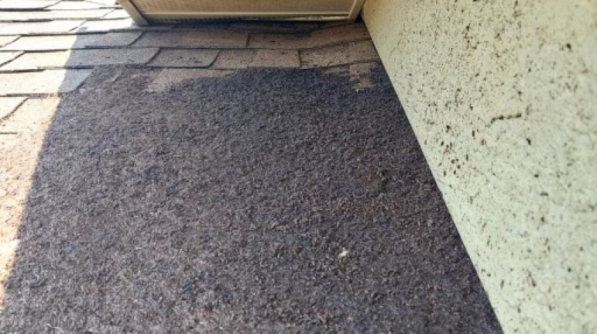 How to Remove Bats from Your Attic in Florida: A Step-by-Step Guide