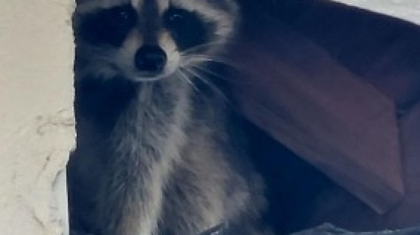 The Raccoon Was Gone — The Damage Wasn't: What We Found Inside a Winter Park Attic
