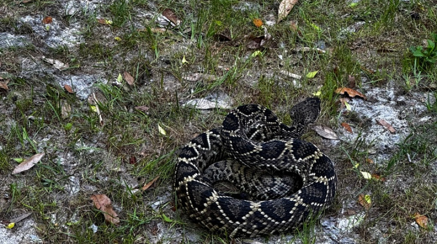 Rattlesnake Strike