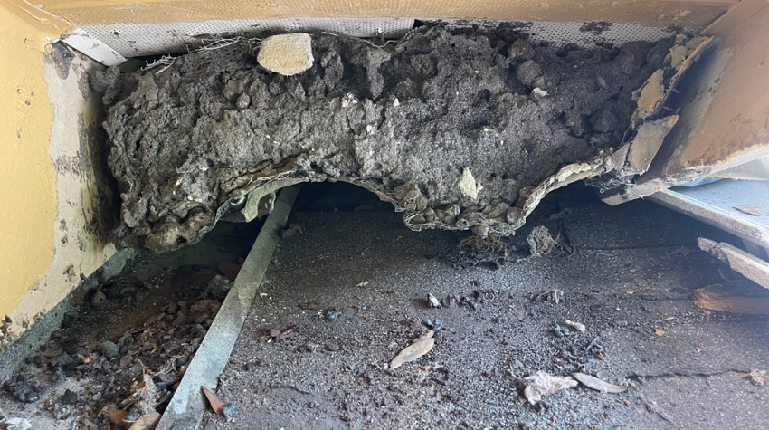 Pest Control or Wildlife Control - what do I need?