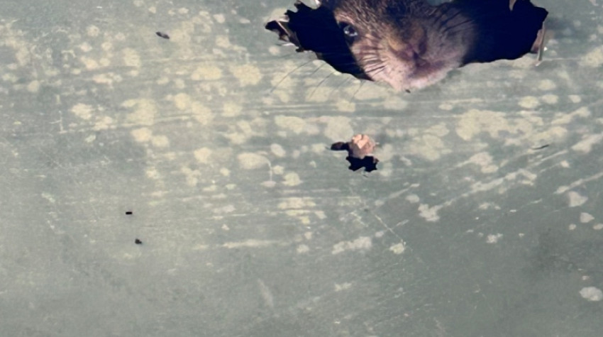 Summer Wildlife Issues in Central Florida