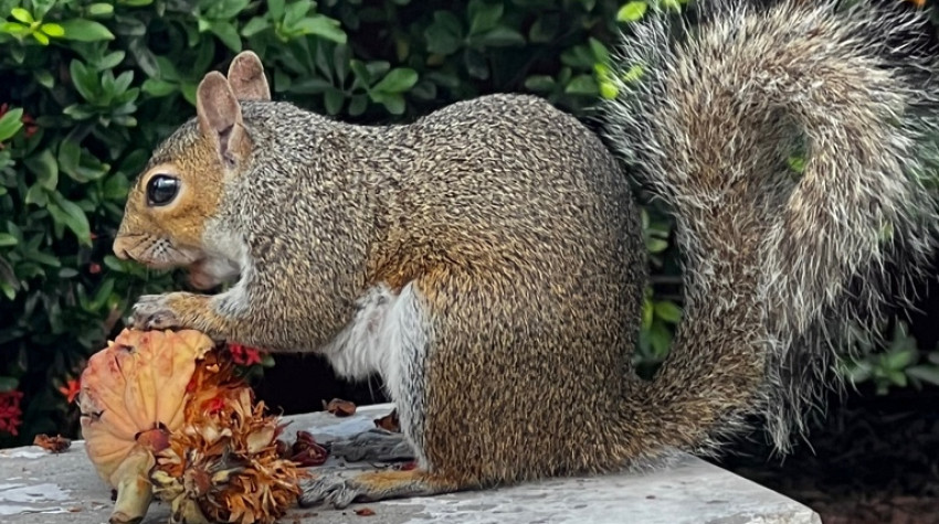 Squirrels in your Attic?