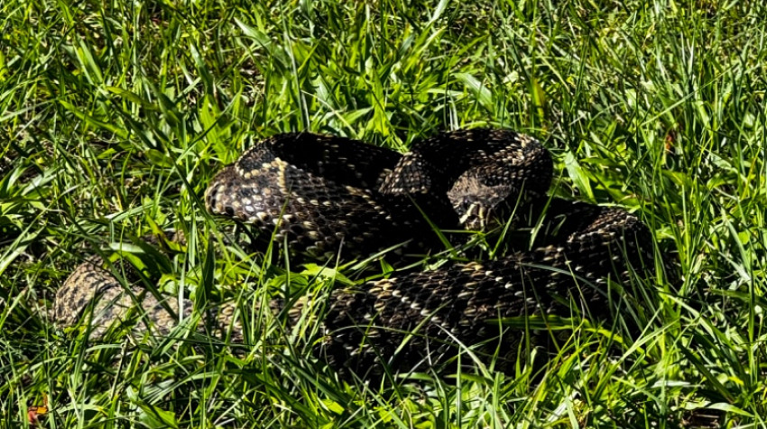 Orlando Snake Removal