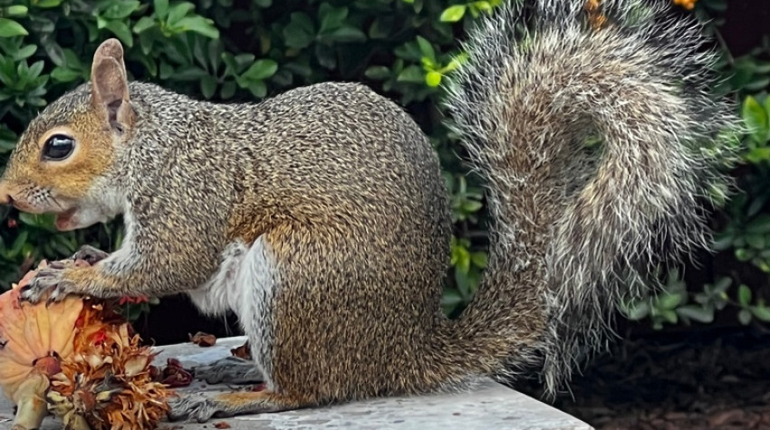 Orlando Squirrel Removal and Exclusion