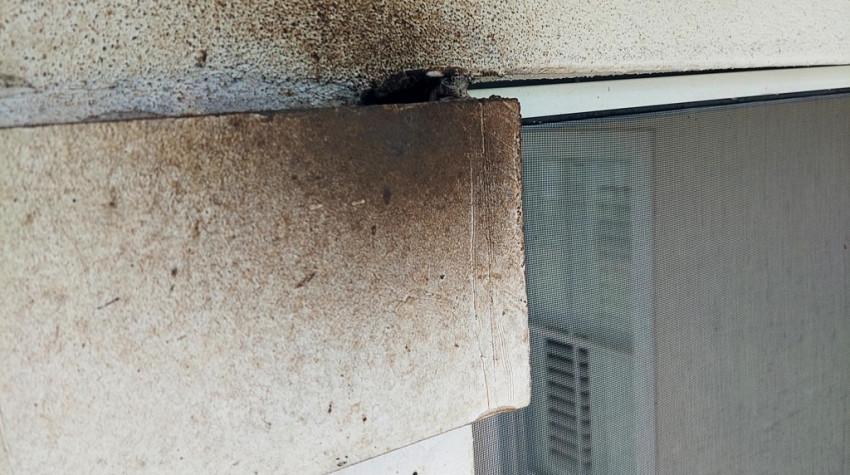 Palm Bay Bat Problems