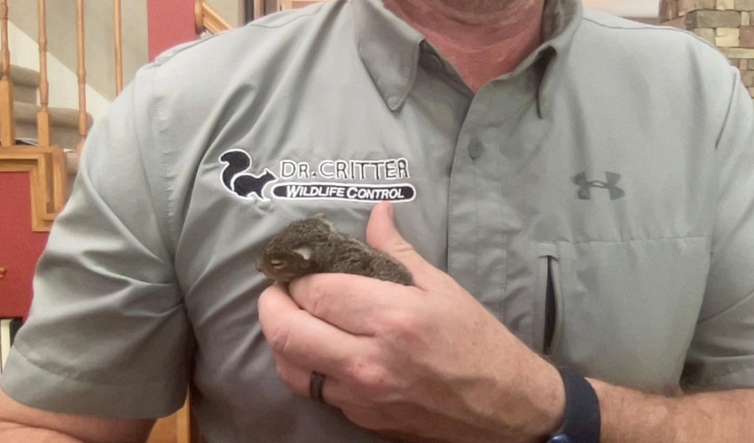 Rodent Removal Experts