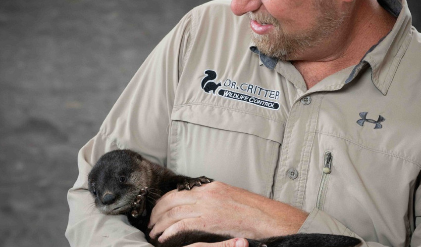 Dr. Critter technician performing humane wildlife removal in Central Florida