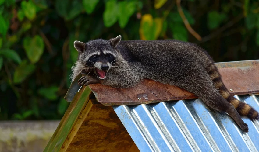 Raccoon on the roof of a Central Florida home near an attic entry point